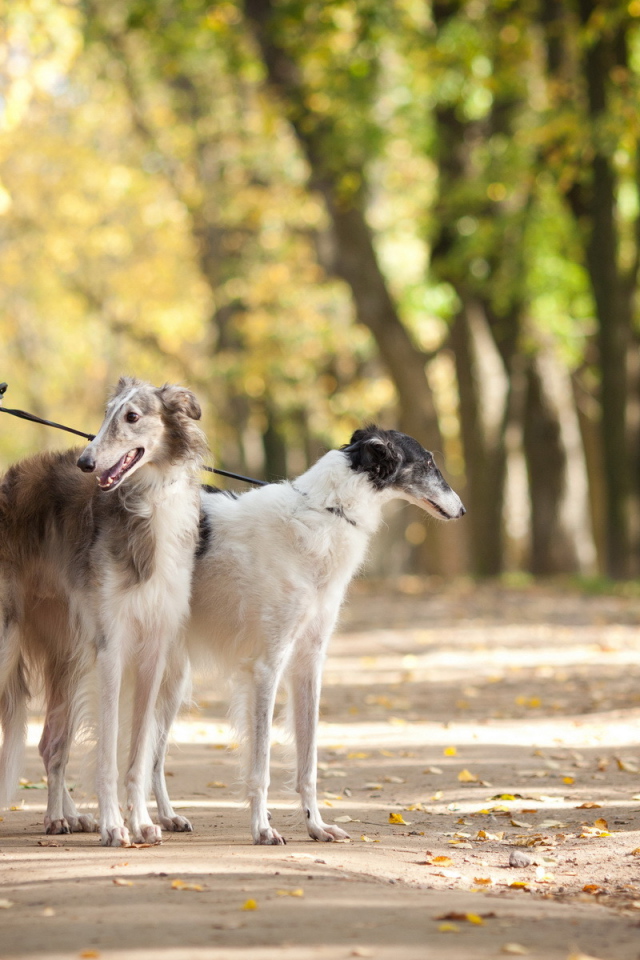 Девушка выгуливает собак