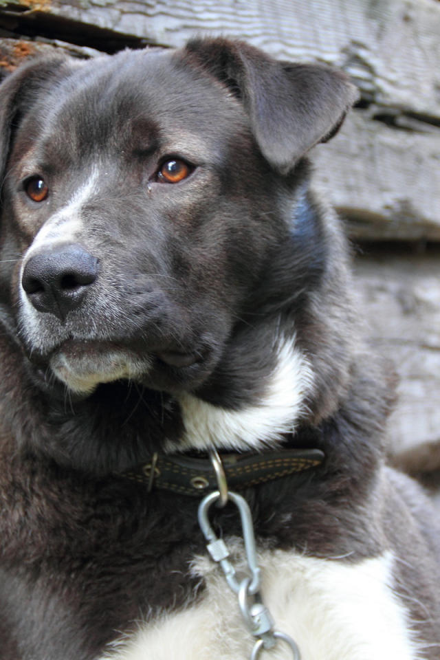 Усталый пес