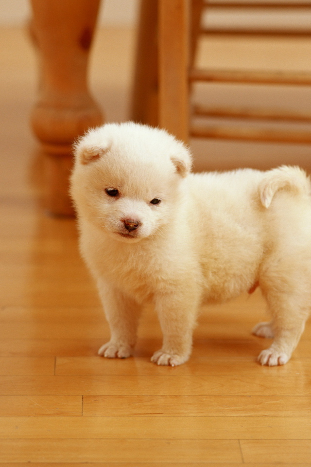 Белый щенок