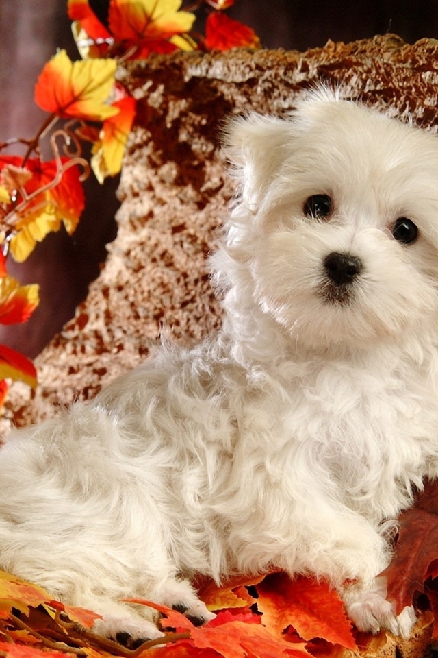 Белый щенок