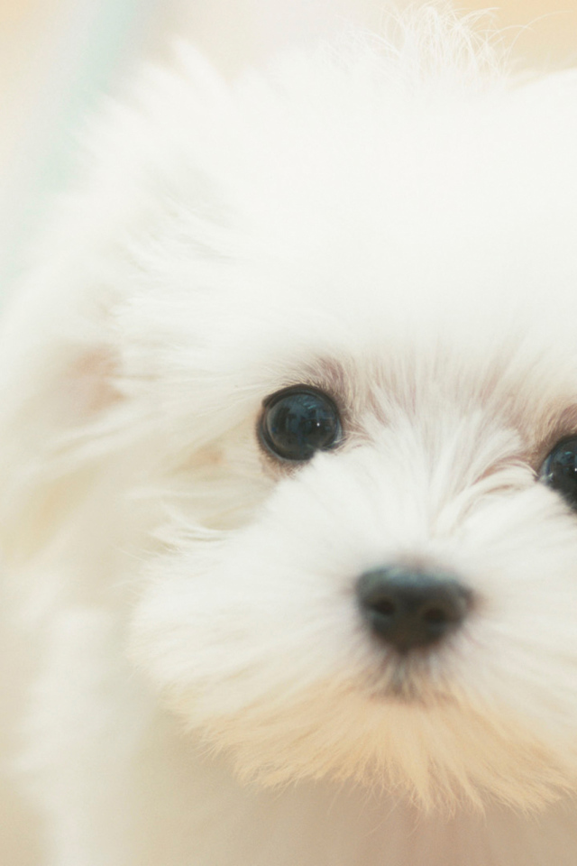 Белый щенок