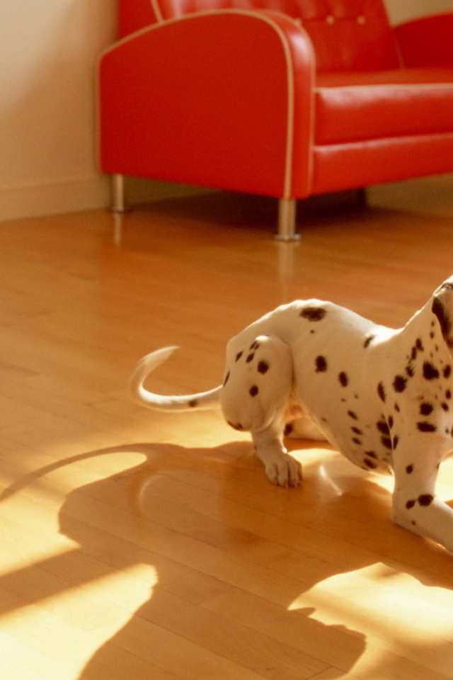 щенок Долматинца