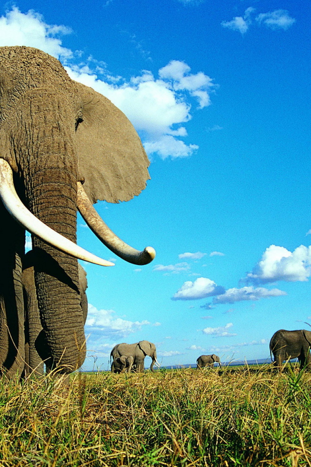 Семейство слонов