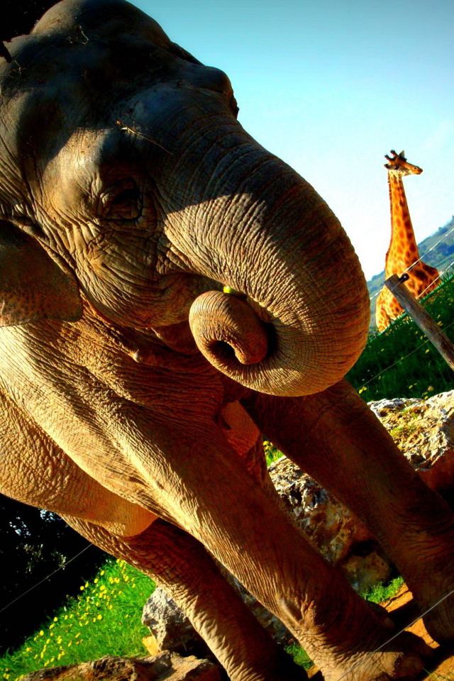 Слон в вольере