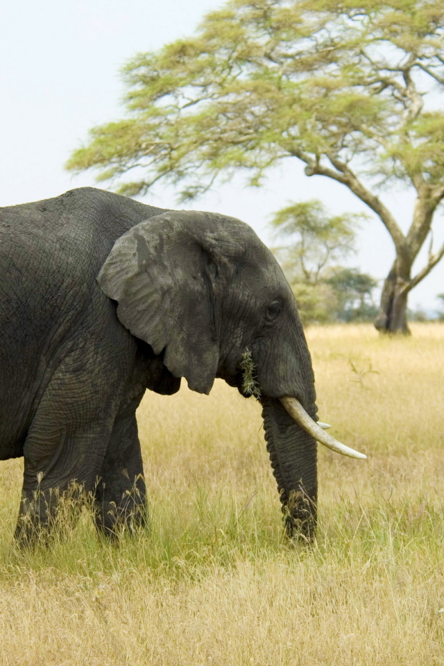 Слон в саванне