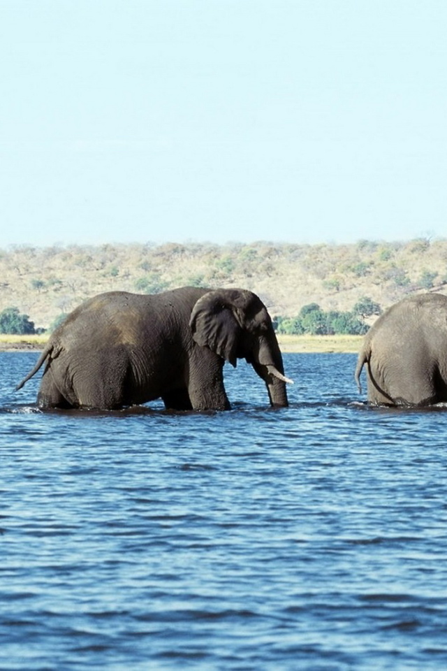 Слоны в воде