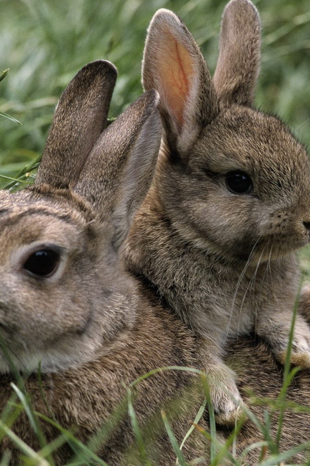 Зайчиха и малыш