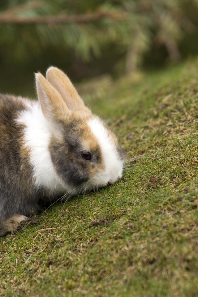 Кролик на травке
