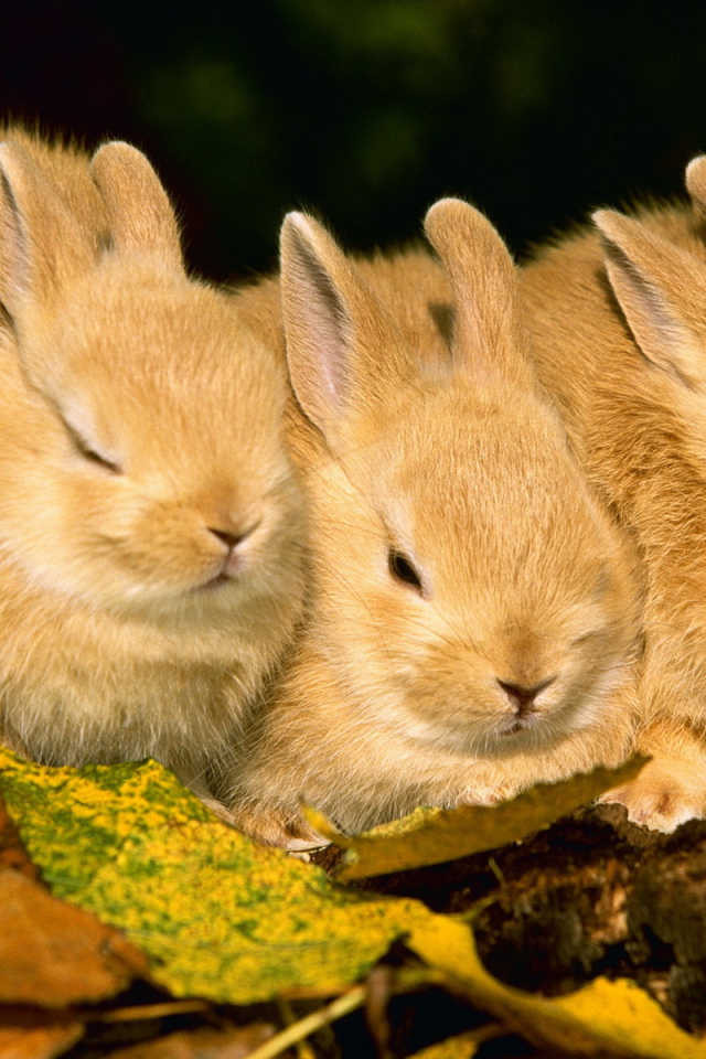 Три кролика