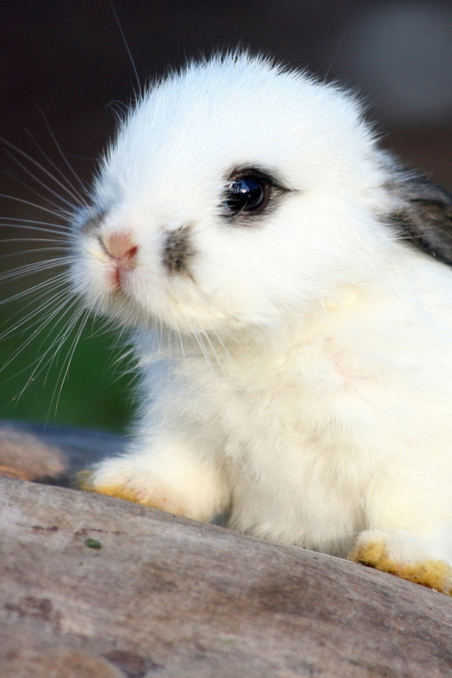 Белый кролик