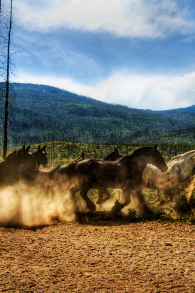 Табун лошадей