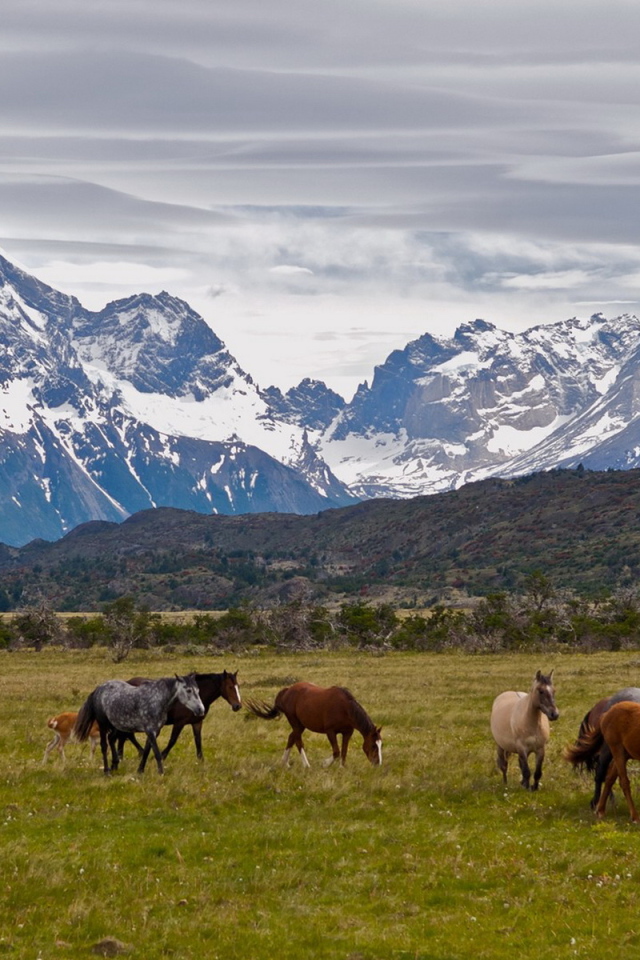 Табун лошадей
