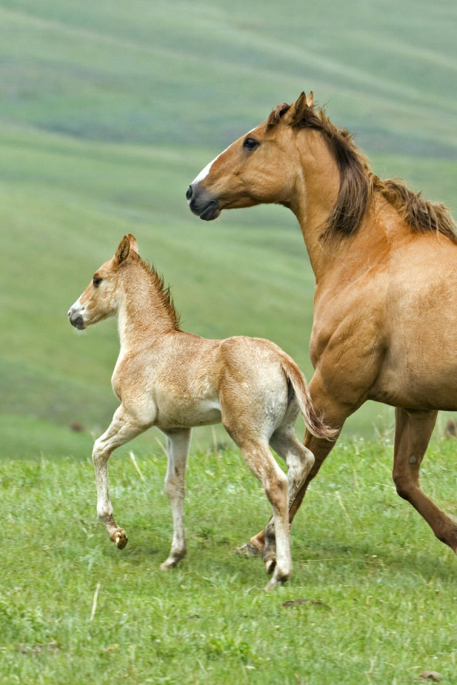 Лошадь и жеребенок