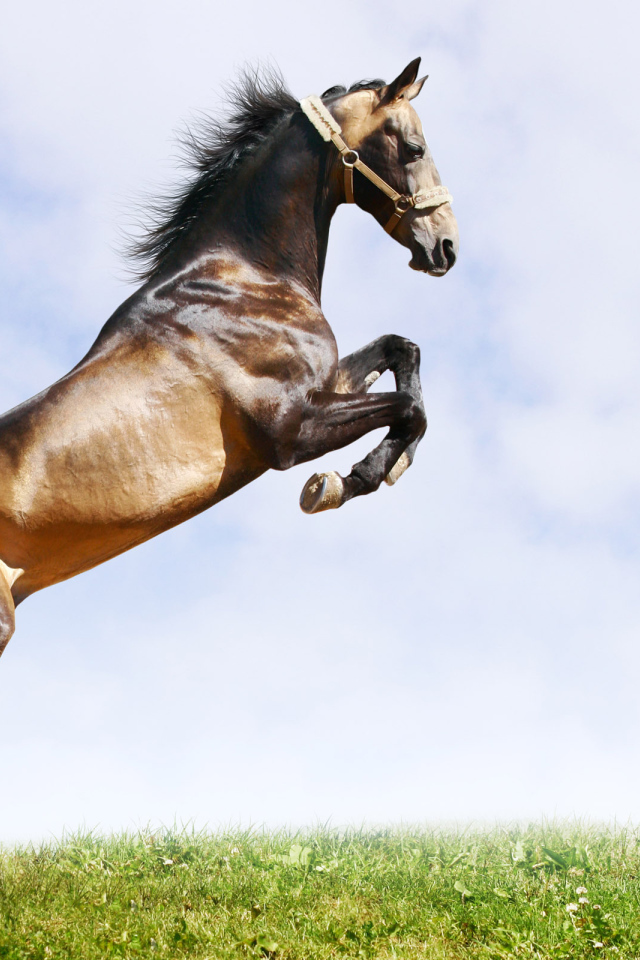 Лошадь вставшая на дыбы