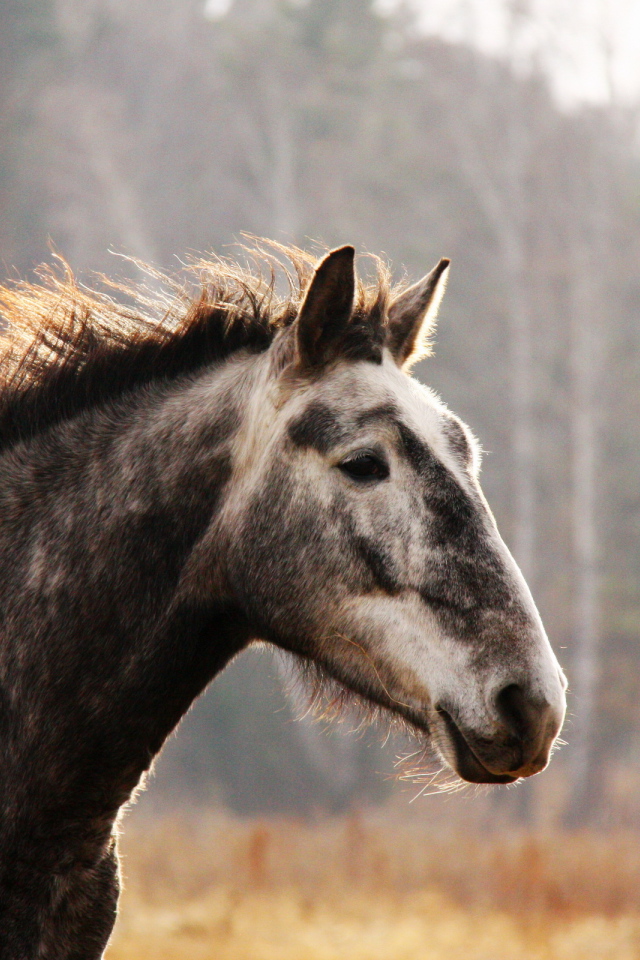 Лошадь на прогулке