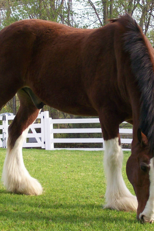 Конь в загоне