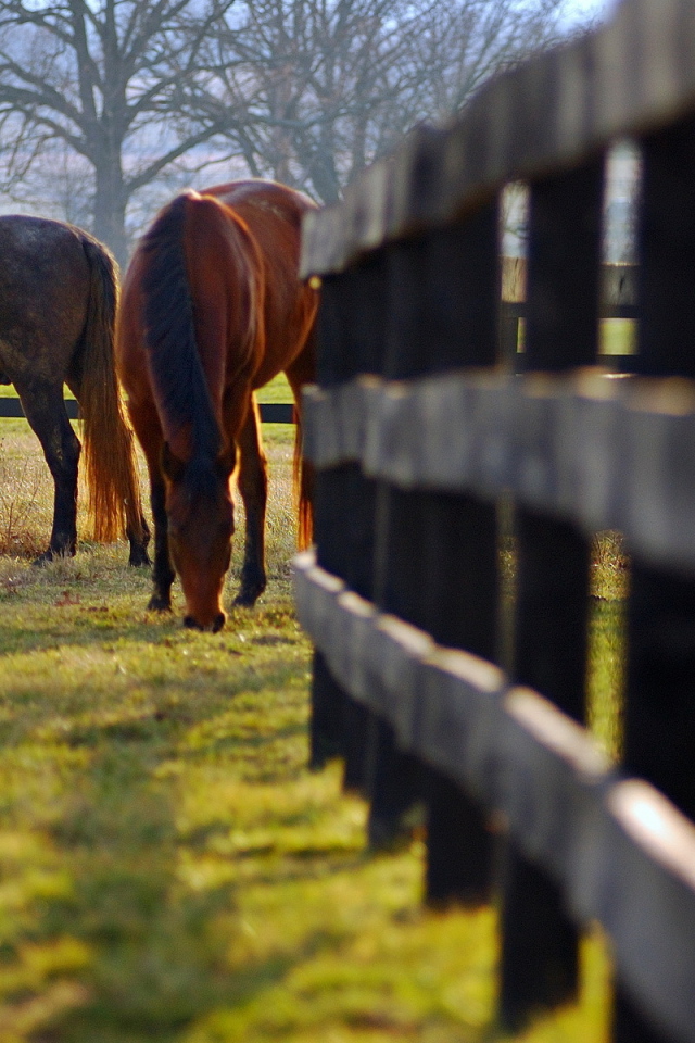 Кони на пастбище