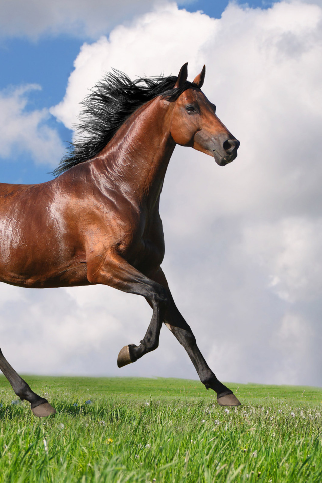 Скаковая лошадь