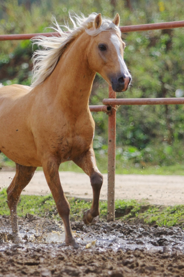 Рыжий конь