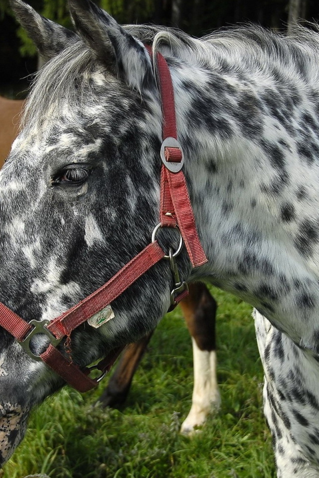 Пятнистая лошадь