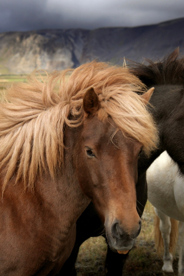 Белый, черный, рыжий
