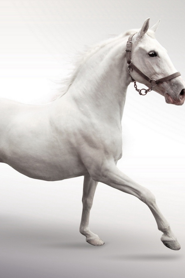 Белый конь
