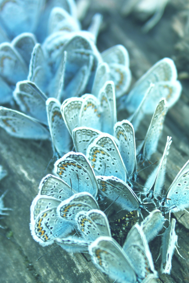 Бабочки на дереве