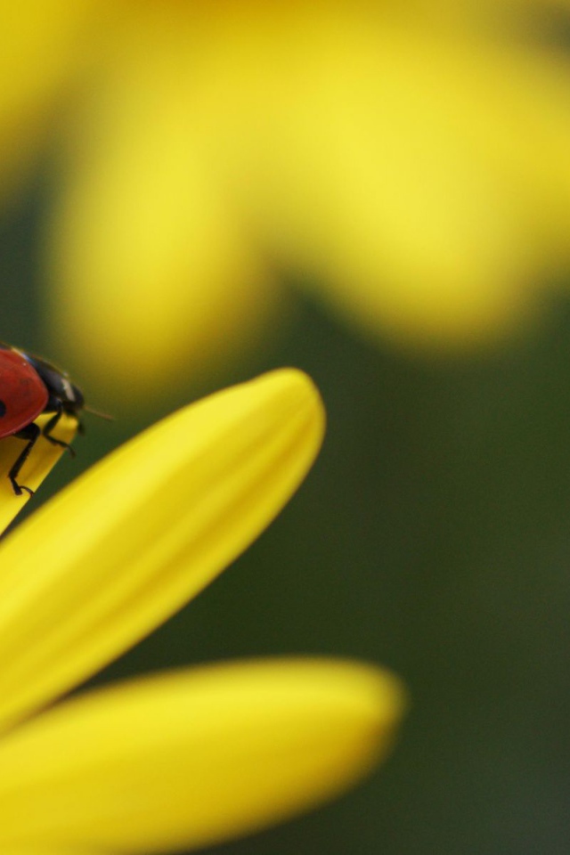 Божья коровка