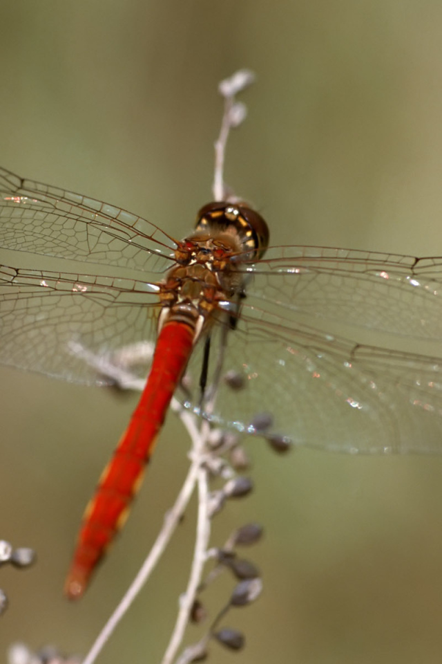 Красная стрекоза