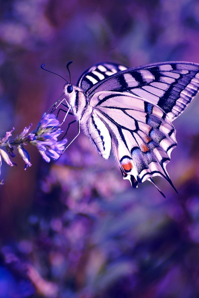 Фото Красивая бабочка