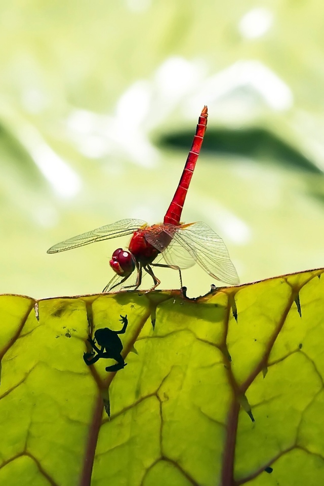 Макро стрекоза