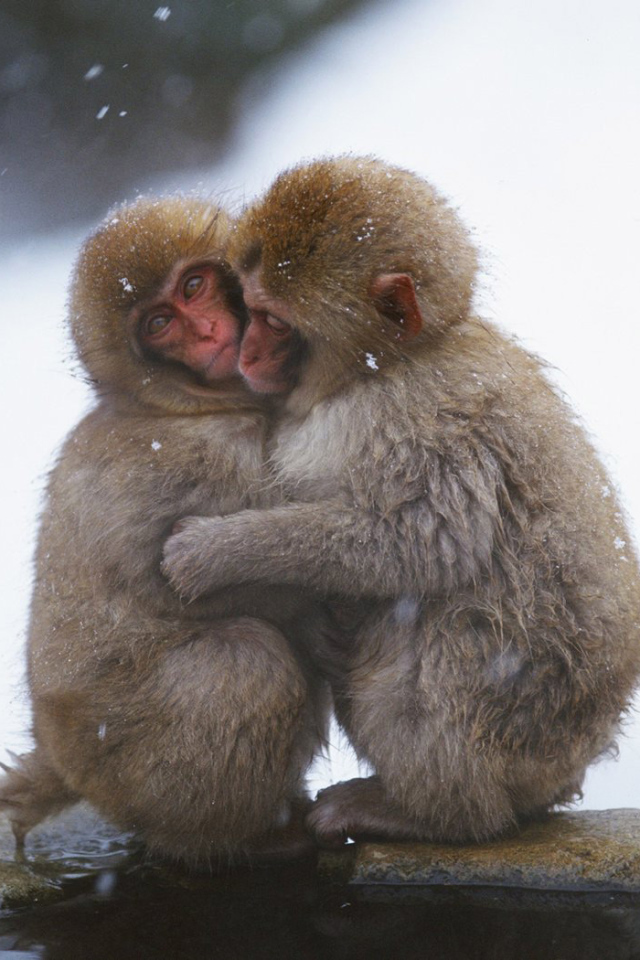 Замерзшие обезьянки
