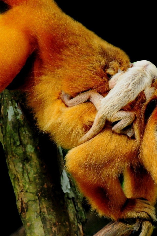 Рыжая обезьяна