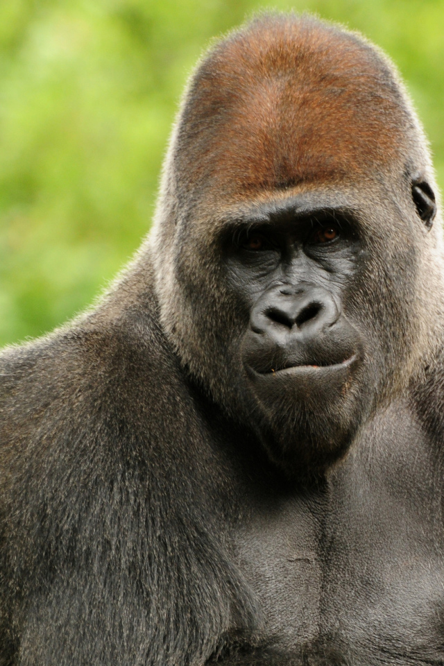 Горилла