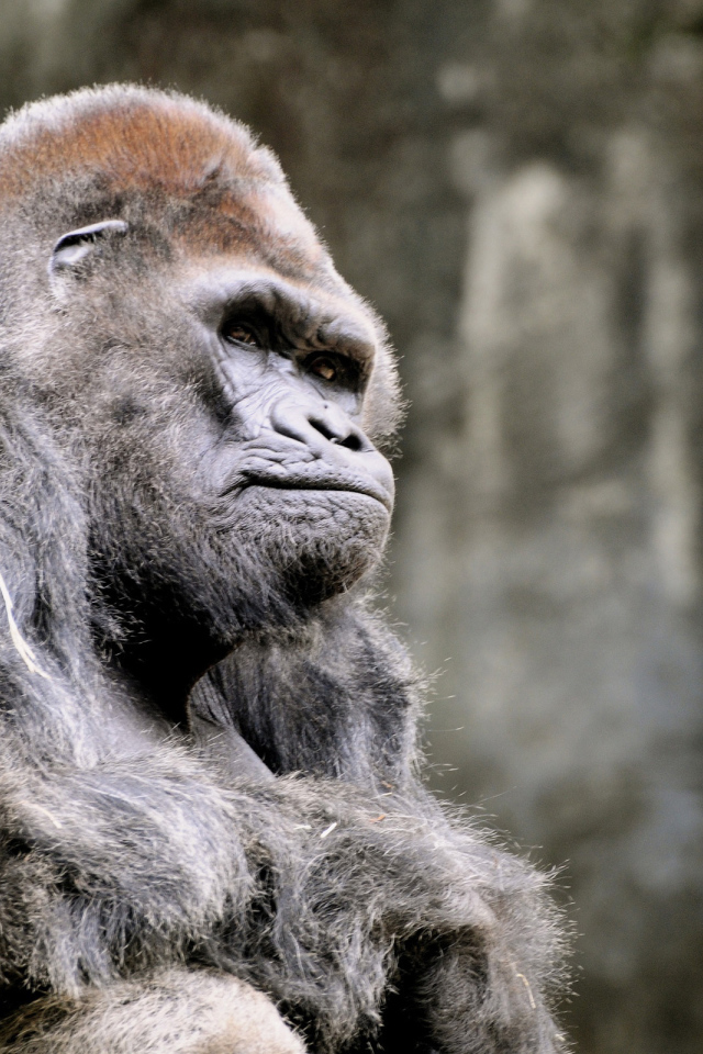 Одинокая горила