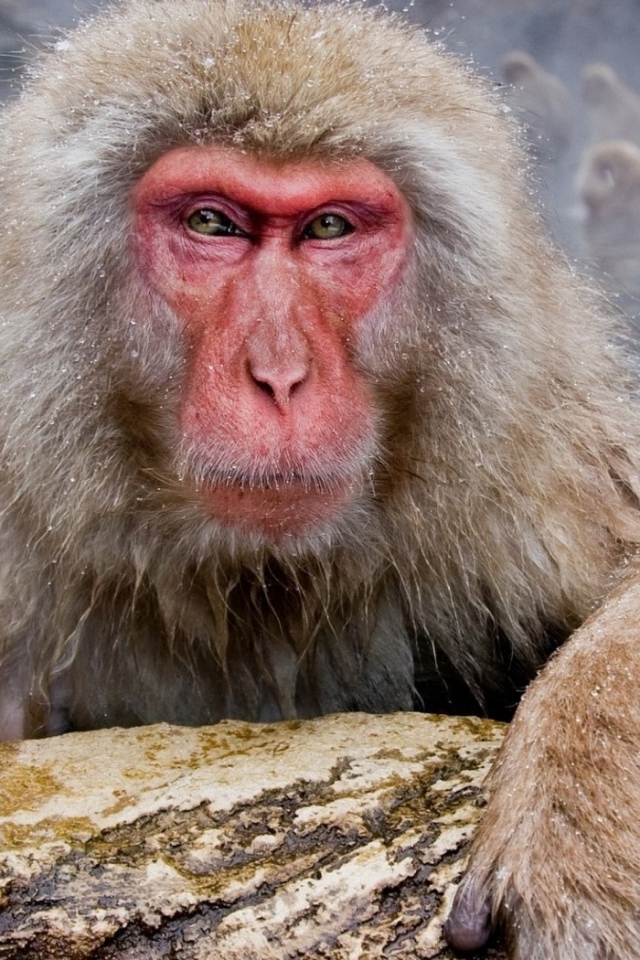 Обезьяны в гейзере