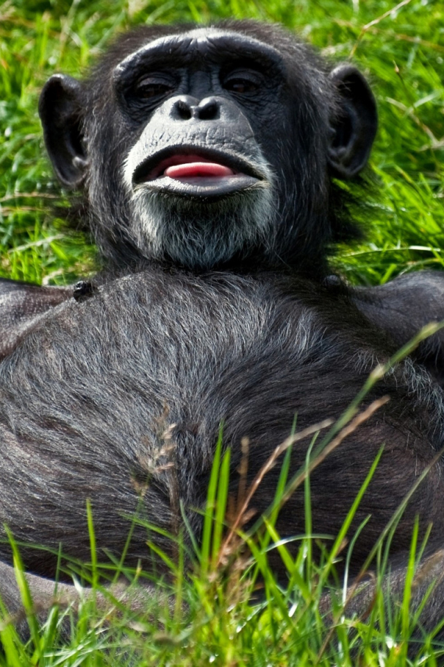 Отдыхающий примат