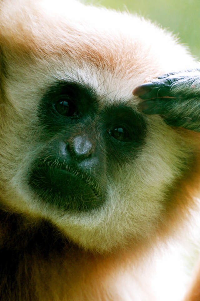 Думающий примат