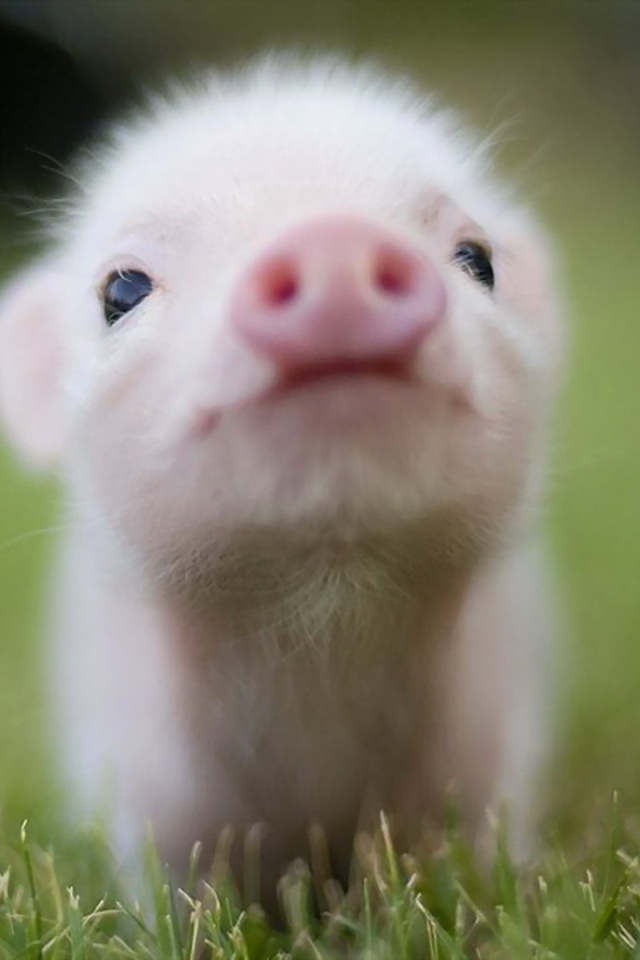 Little pig
