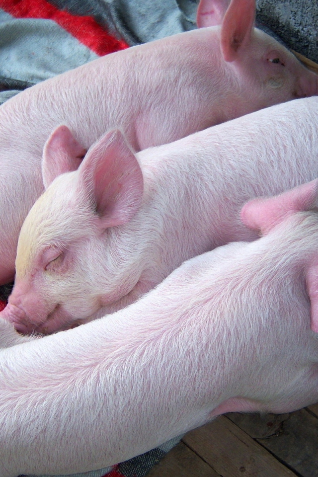 Три поросенка