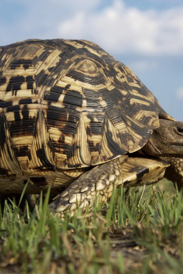 Большая черепаха