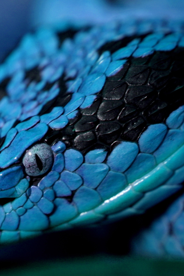 Синяя змея