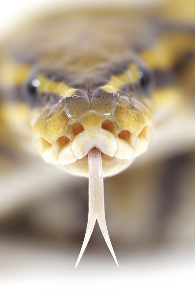 Ползущий змей