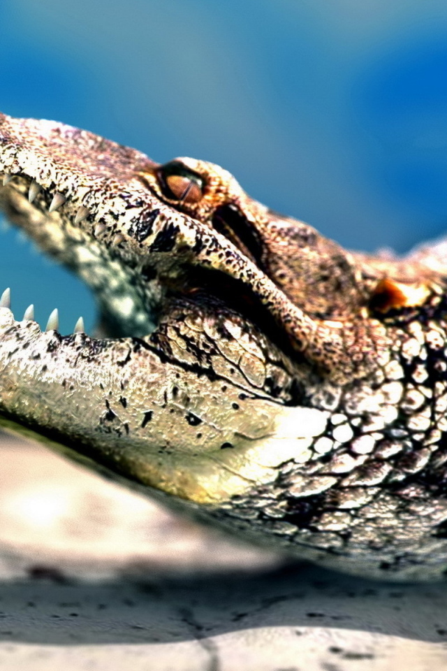 Crocodile jaws