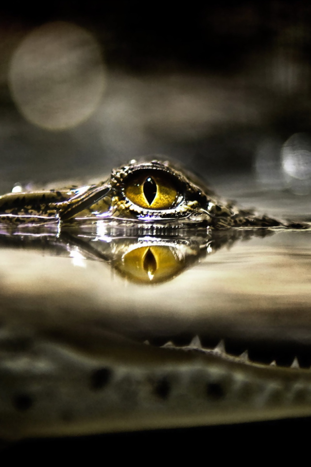 Глаз крокодила