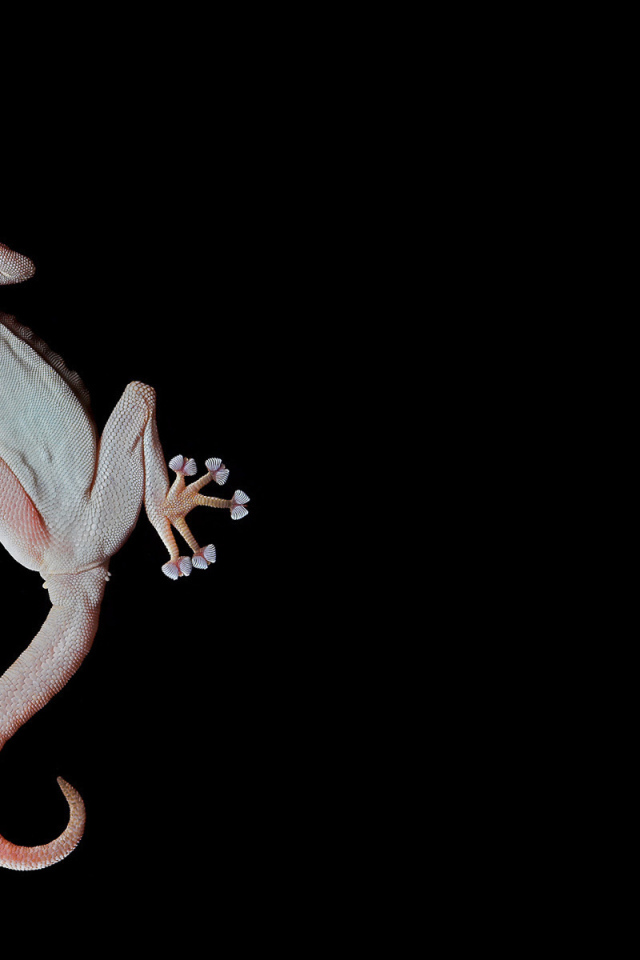 Геккон, лапы-присоски