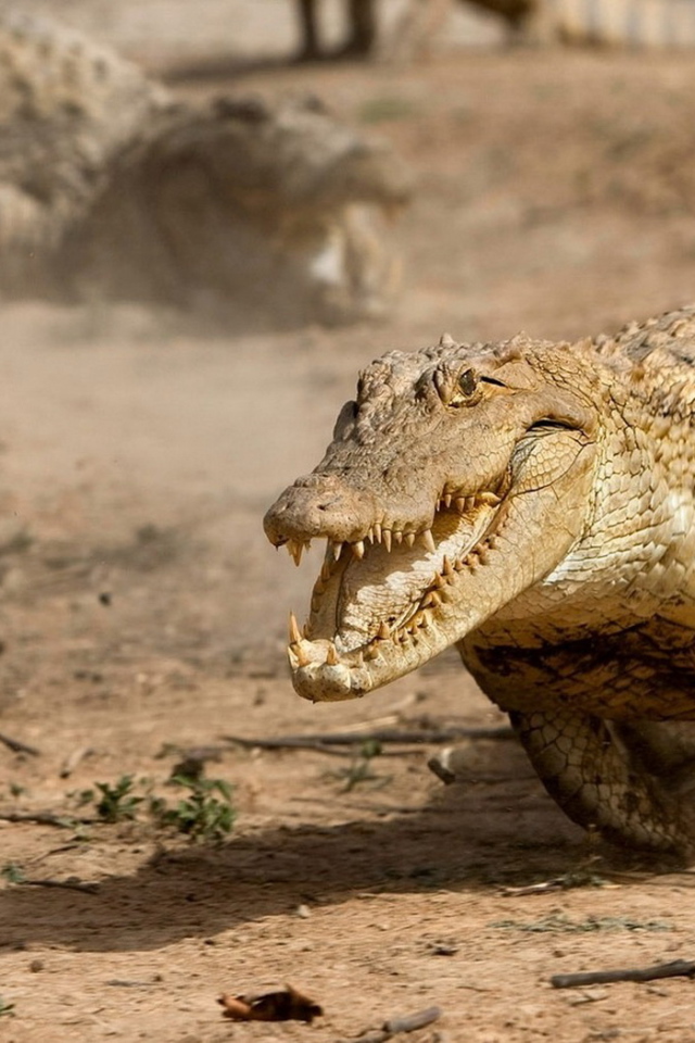 Бегущий аллигатор