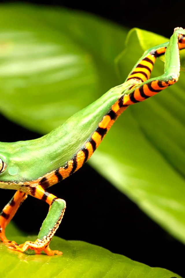 Полосатая лягушка