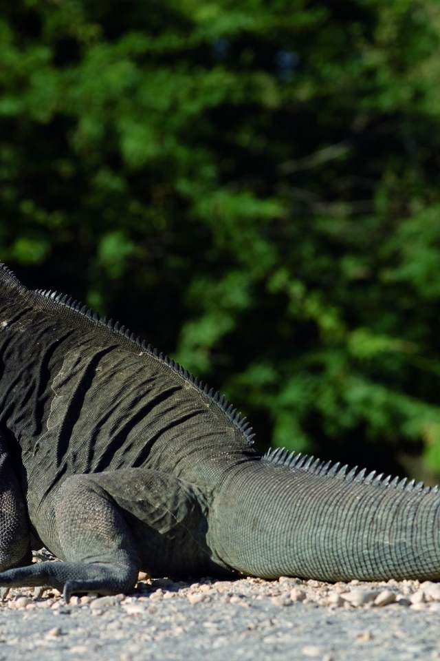 Красивый дракон ящер