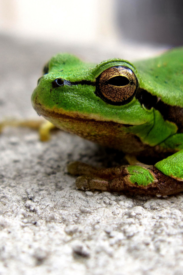 Зеленая лягушка